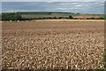 Wheat Field