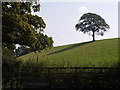 SS6221 : Tree overlooking Weirmarsh by Derek Harper
