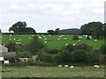 Big square haylage bales either side of Offa