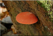 J4681 : Fungus, Crawfordsburn Glen by Albert Bridge