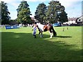 A horse being "trotted" for the benefit of the Judge.