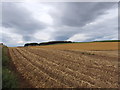 Potato field before lifting, after haulm removal