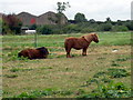 Small Ponies grazing in a field alongside Campbell