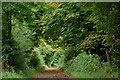 Woodland path near Ballymena