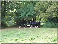 Shire horses at Ty-isa