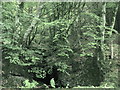 SH7750 : A forest gully opposite Plas Glasgwm by Eric Jones