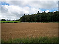 H9151 : Grain Field on the main road from Loughgall to Richhill. by P Flannagan