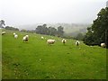 Upland pasture in the cloud