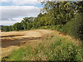 Hedge, trees, and harvested cereal field