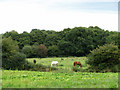 Horses grazing