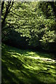 Sunlight on leaves in Cwm Rhiwiau