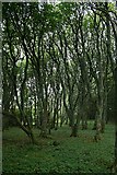 NR6319 : Woodland Adjacent to Loch an t-Olais. by Steve Partridge