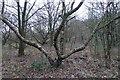 Unusual Birch Tree in Banks Wood