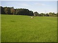 Field with water trough, Huddersfield Road, Bradley