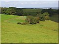 Pastures, Corscombe