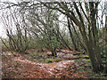 Crymlyn Bog