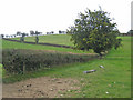 Hedgerow near Bryn Coch