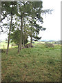 Small copse and woodpile