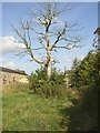 Ryecroft Lane and dead tree, Rastrick