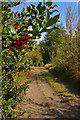 The Holly And The Byway