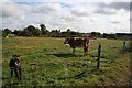 Small dog and cattle