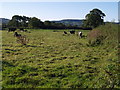 Field beside Marshwood Cross