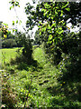 Footpath to Brumstead Common