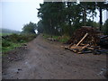 Forestry Road & logs