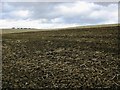 The remains of an Oilseed field