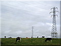 NY1744 : Cattle by Alexander P Kapp