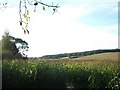 Stockbridge Oak: Maize field