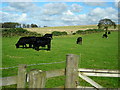 Cattle Near Millstonerigg