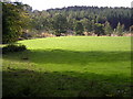 Field and Forest Near Dalton