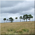 Bleak Hillside, near Cellan, Ceredigion