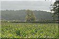 Maize near Redlynch