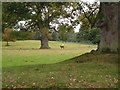 Deer on Aqualate Park