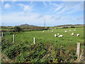 Grazing land near Whitesands Bay