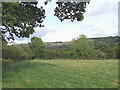 Grazing Land near the Teifi River, north of Llanfair Clydogau