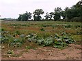 Field of Rhubarb