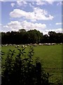 Sheep Farm. Opposite the Girl Guides Centre