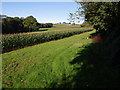 SS5314 : Maize field by the Torridge by Derek Harper