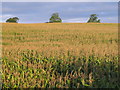 SJ6231 : Field of maize  near Lostford by M J Richardson
