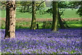 Bluebells in Thompsons Wood