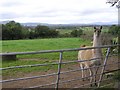 Toberhead Townland