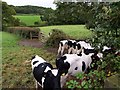 Cattle near Meeth