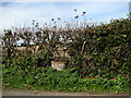 A neatly trimmed hedge