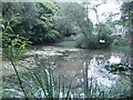 Pond at Henfield