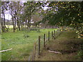 Copse by the A711 at Netherfield