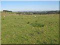 Pastures near Mainsrigg