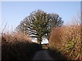 Country Lane near Treworgey Manor